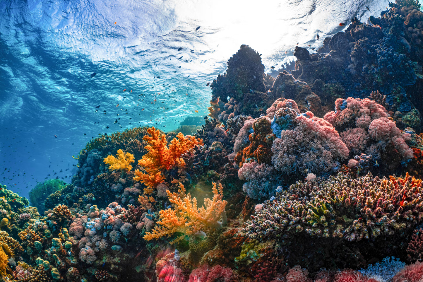 Snorkel en arrecifes de coral